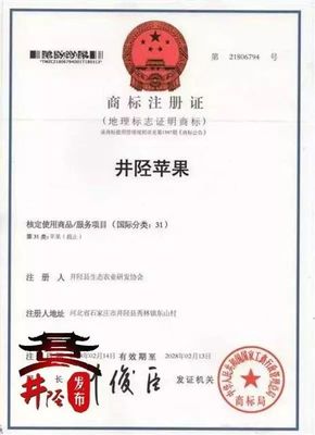 水果爱好者的福音!国家地理标志产品,“井陉苹果”上市啦!